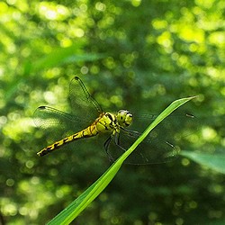 写真:顔に斑紋のあるマユタテアカネ