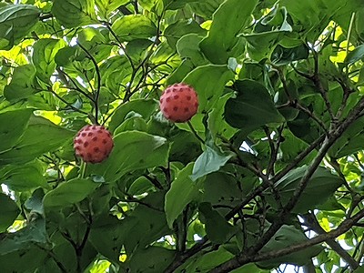 写真:お菓子のチュッパチャップスのようなヤマボウシの実