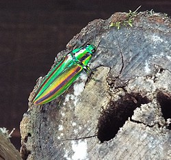 写真:緑が鮮やかなヤマトタマムシ