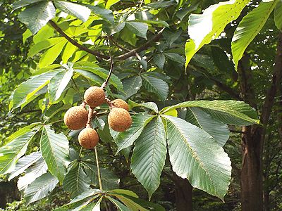 写真:茶色い実をたわわにつけたトチノキ