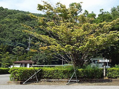 写真：駐輪場の半分に自転車駐輪用のパイプを設置