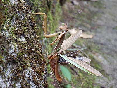 羽を広げるオオカマキリ