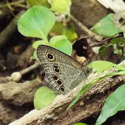 写真:翅の裏側の波模様が美しいヒメウラナミジャノメ