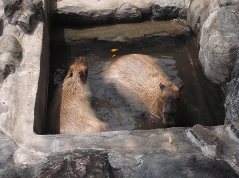 写真：水の中にいる2頭のカピバラ