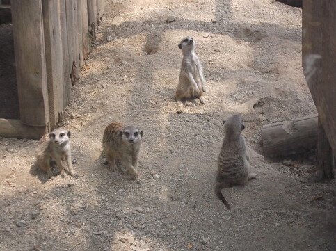 写真：動き回る4頭のミーアキャット