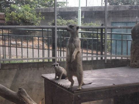 写真：2頭のミーアキャット