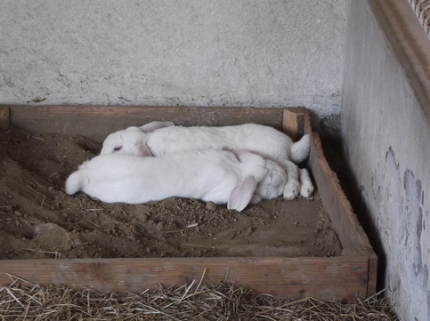 写真：寝ている2羽のシロウサギ