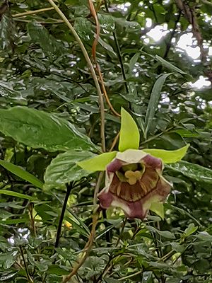 写真：薮にからまって花を咲かすツルニンジン