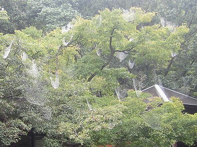 写真:雨に濡れ白く浮かび上がる蜘蛛の巣