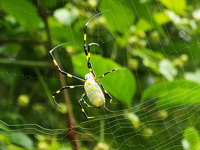 写真:おしりから糸をだし移動するジョロウグモ