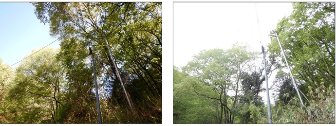 事例2：森林整備の状況。施業前の写真と施業後の写真（計2枚）