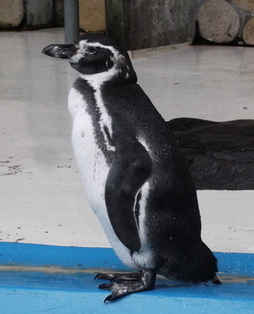 9月に換羽が終わったペンギンの写真