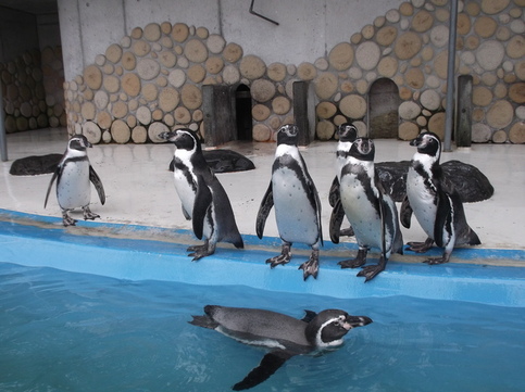 陸地に立っている6羽のペンギンと泳いでいる1羽のペンギンの写真