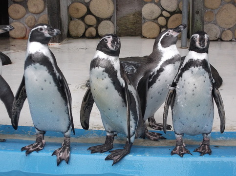 陸地の並ぶ4羽のペンギンたちの写真