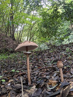 写真:大きなキノコ、カラカサタケ