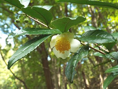 写真:濃い緑の葉に白い花が映えるチャノキの花