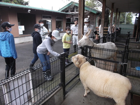 ヒツジに餌をあげる写真