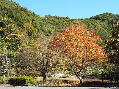 写真:やさしい赤色に紅葉するウワミズザクラ