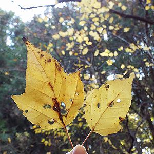 写真：切れ込みの少ないウリカエデの葉