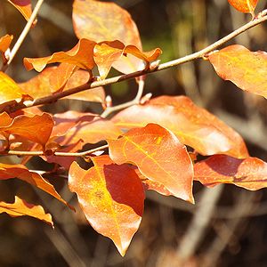 写真:照りのあるオレンジ色のヤマコウバシ