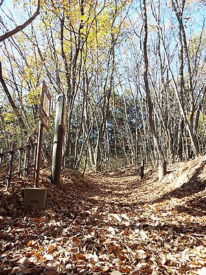 写真:落ち葉のつもった園路