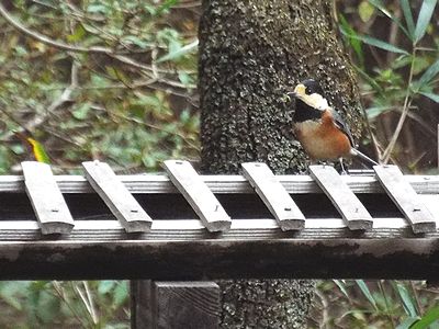 写真：オレンジ色が目立つヤマガラ