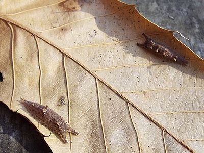 写真:落ち葉の裏にくっついているイモムシ2種類
