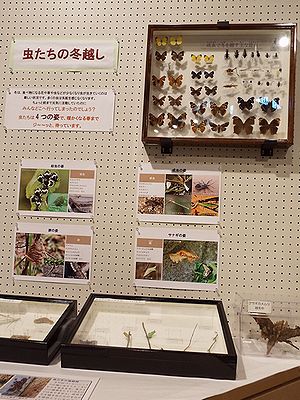 写真:虫たちの冬越しを紹介する展示スペース