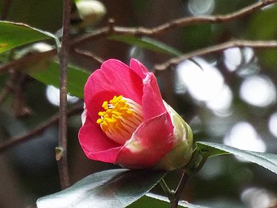 写真:開きかけのヤブツバキの赤い花