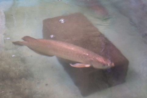 水槽の中で泳ぐ魚の写真2