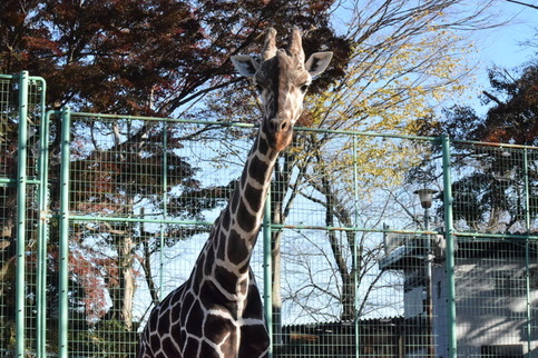 アミメキリンの写真