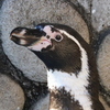 フンボルトペンギンの写真