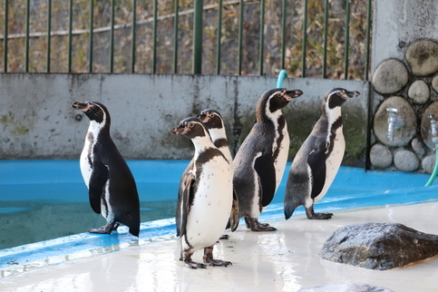 フンボルトペンギンの写真