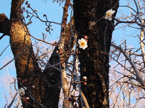 園内に咲く梅の花の写真