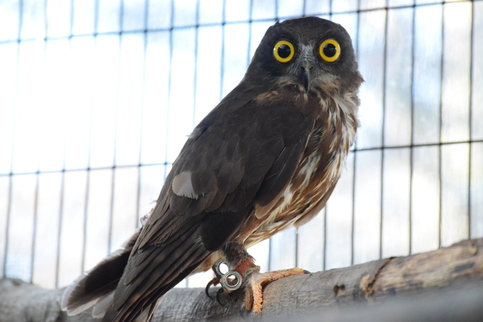 アオバズクの写真