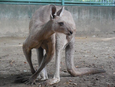 オオカンガルーの写真