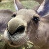 オオカンガルーの写真
