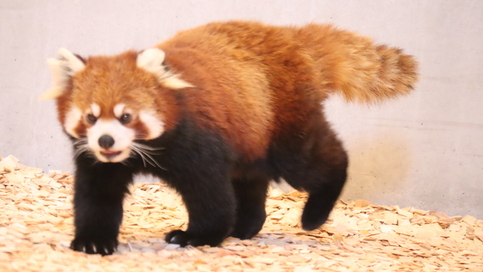 写真：レッサーパンダ