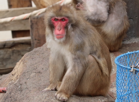 ニホンザルの写真