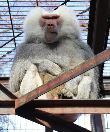 マントヒヒの写真