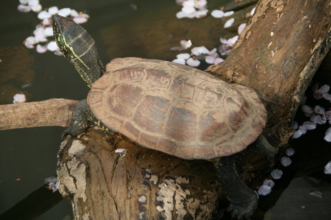 クサガメの写真