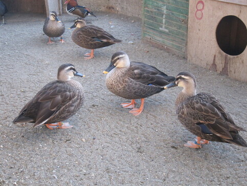 カルガモの写真