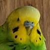 セキセイインコの写真