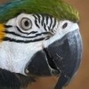  ルリコンゴウインコの写真