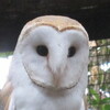 メンフクロウの写真