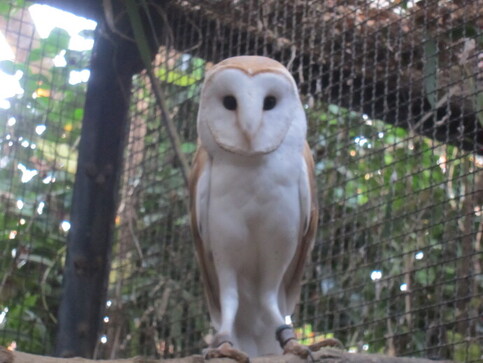 メンフクロウの写真