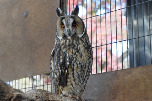 トラフズクの写真