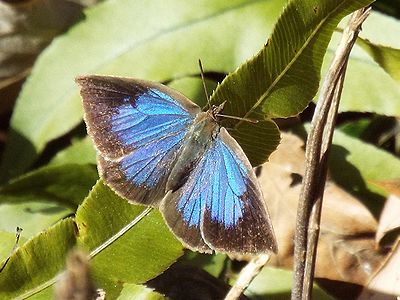 写真:羽をひろげて葉にとまるムラサキシジミ