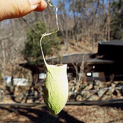 写真:黄緑色のウスタビガの繭