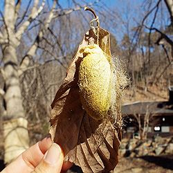 写真:淡い黄色に変色したヤママユの繭